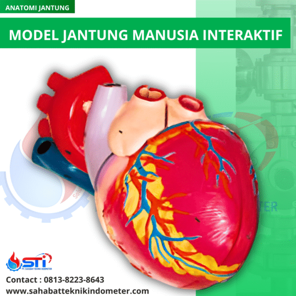 Model Jantung Manusia Interaktif